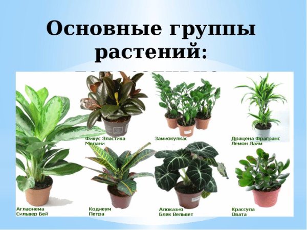 Комнатные растения названия
