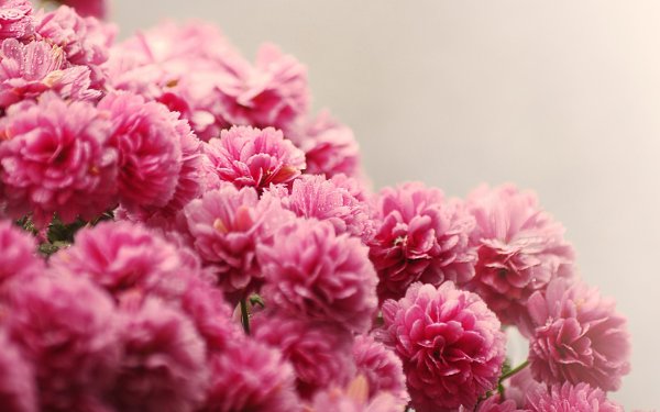 Ранункулюс и пионы