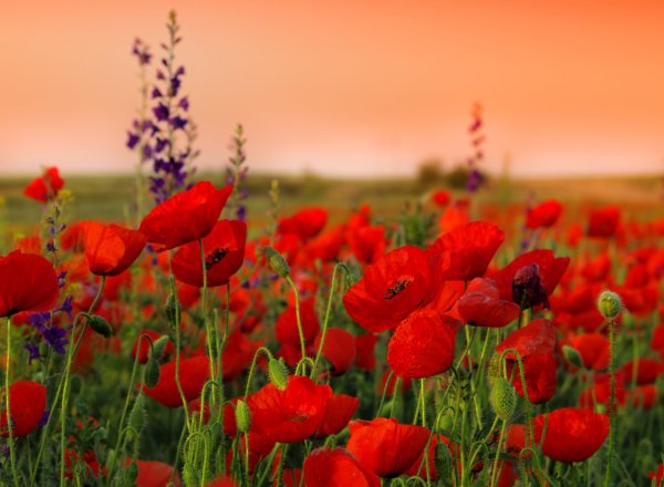 Remembrance Day Маковое поле