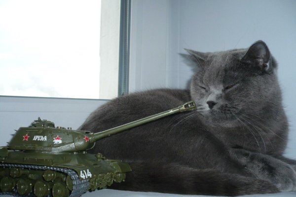 Кошачий танк