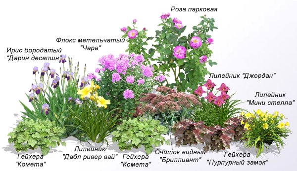 Схема рабатки непрерывного цветения