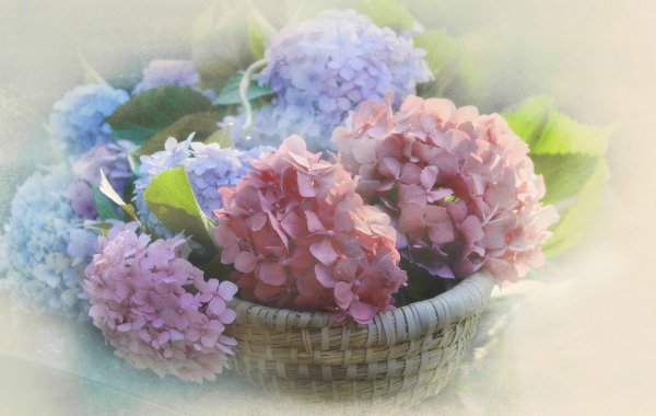 Гортензия микс пастель Колумбия