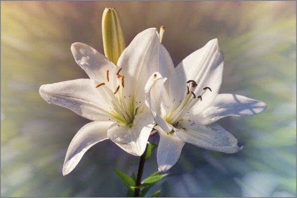 Лилия Pearl White