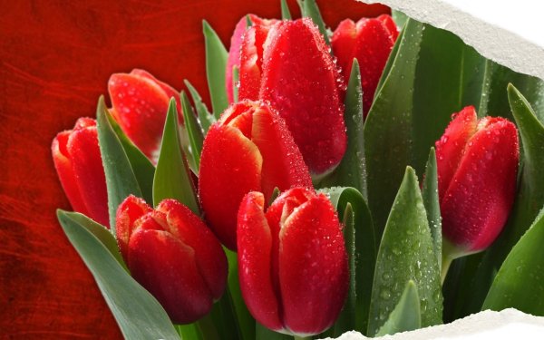 Фловерс Flowers цветы тюльпаны