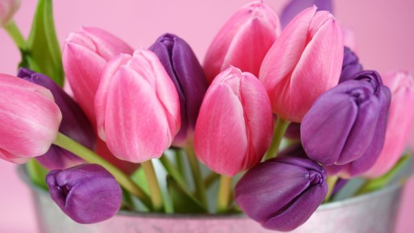 Фловерс Flowers цветы тюльпаны