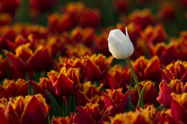 Фловерс Flowers цветы тюльпаны
