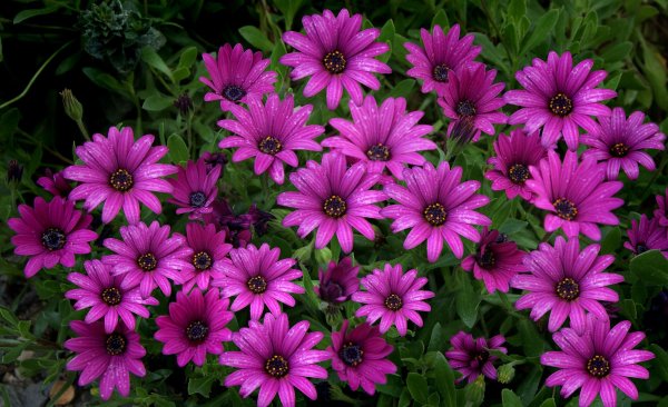 Садовая гвоздика (Dianthus caryophyllus)