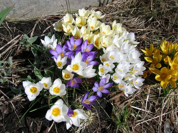 Шафран Каспийский (Crocus caspius)