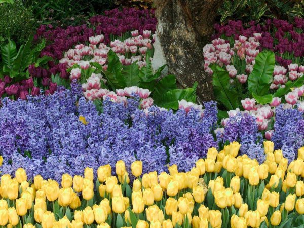 Первоцвет Eranthis (Эрантис)