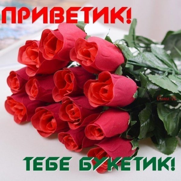 Приветик розы