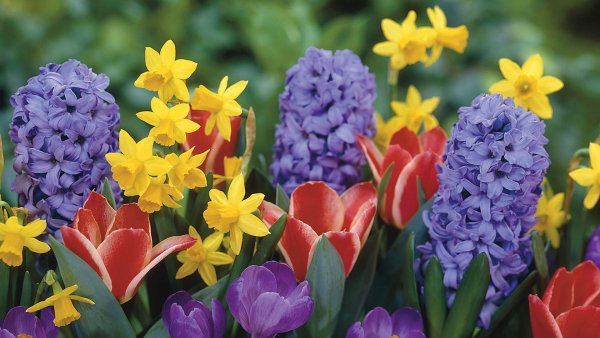 Лавандовый Крокус – Lavender Crocus