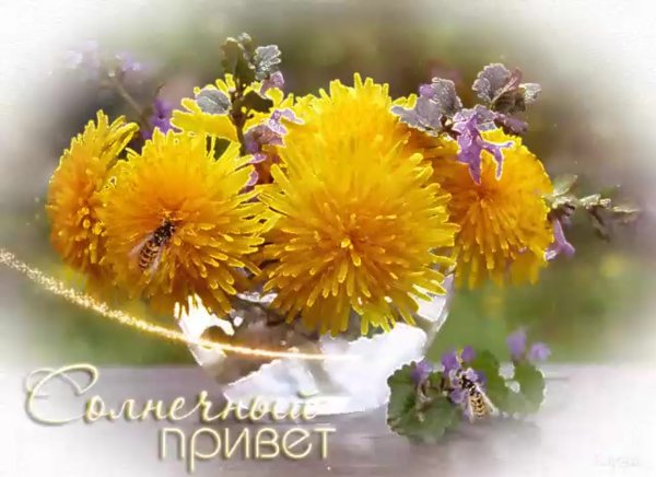 Сирень в лучах солнца