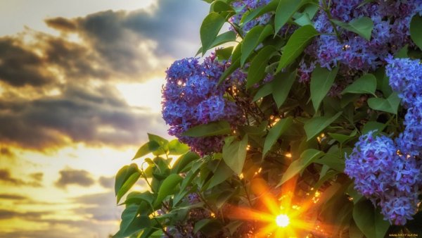 Летняя природа