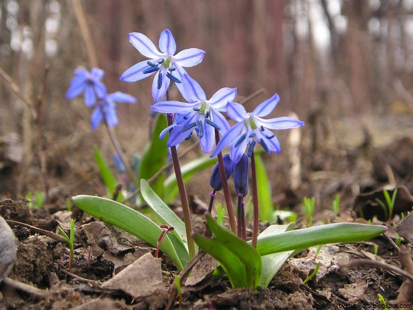 Пролеска Сибирская (Сцилла)