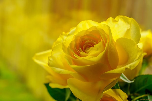 Хризантема Wonder Yellow