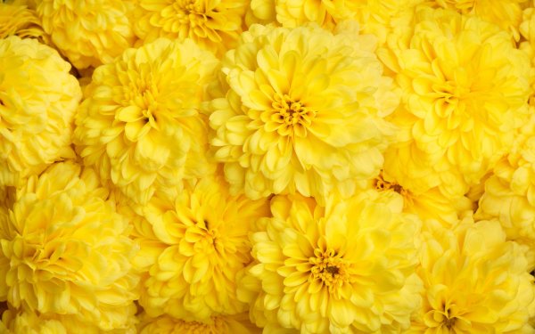 Saffron Yellow