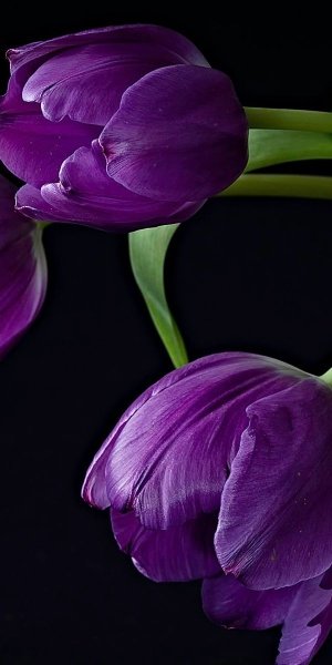 Летние цветы вертикальный