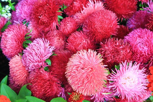 Астра леди коралл желтая