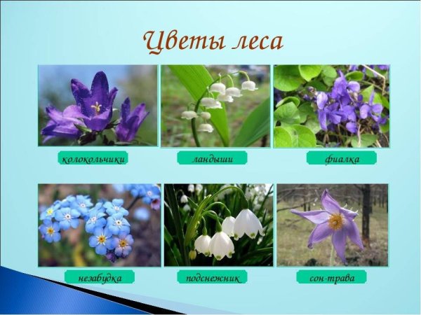 Лесные цветы названия