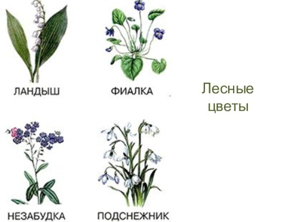 Лесные цветы названия для детей