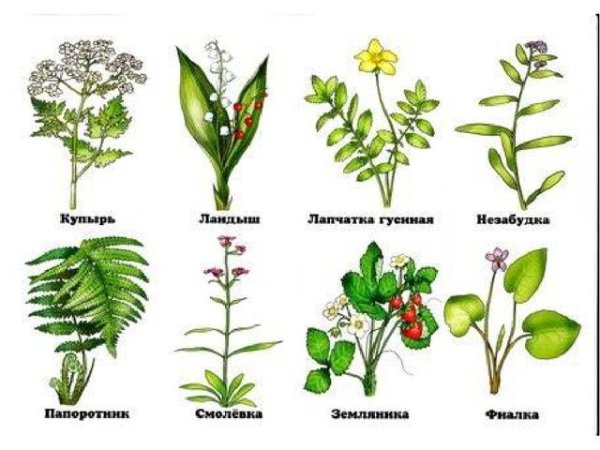 Травянистые растения леса с названиями