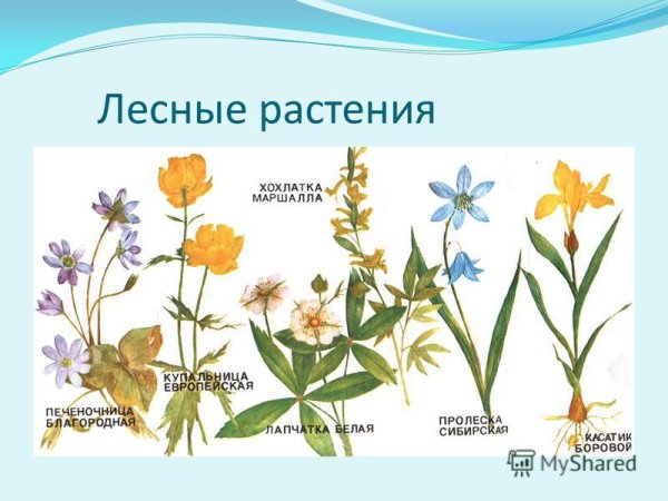 Цветы леса с названиями