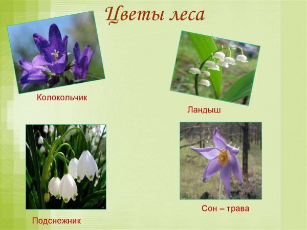 Цветы леса с названиями