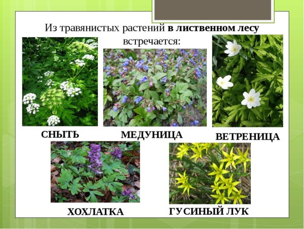 Сныть ярус леса