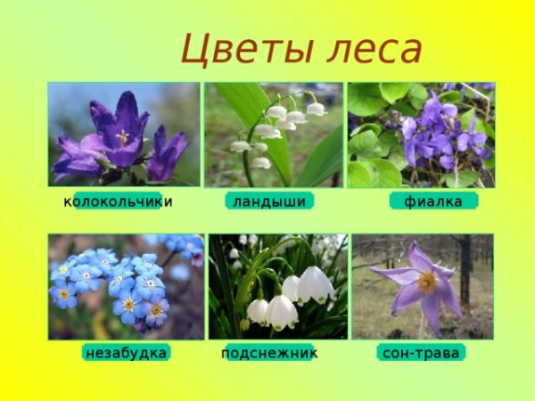 Лесные цветы названия