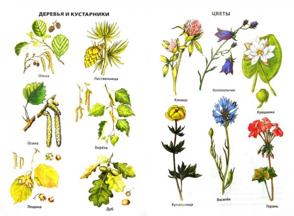 Дикорастущие лекарственные растения