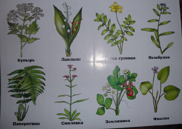 Лесные растения названия