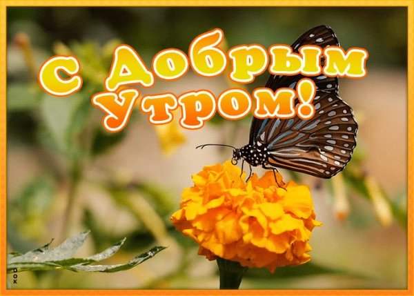 Пожелания доброго утра с бабочками