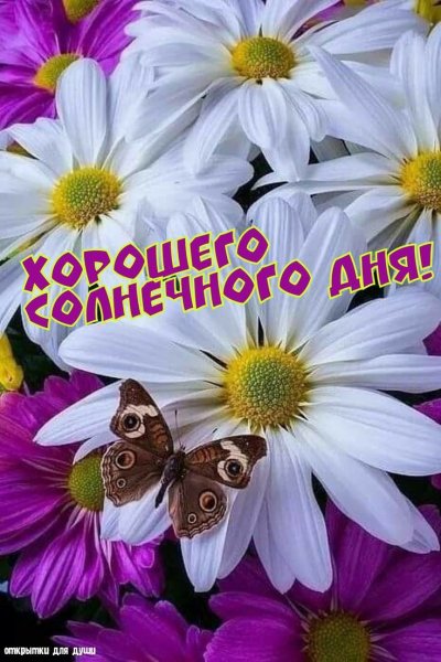 Ромашки анимация