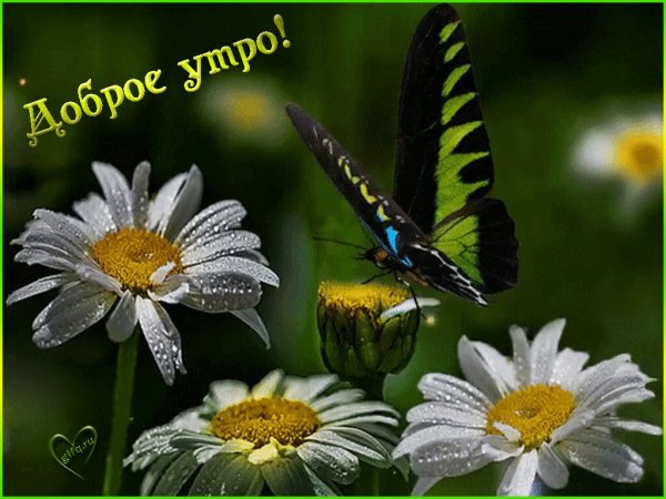 Доброе утро с бабаёшками