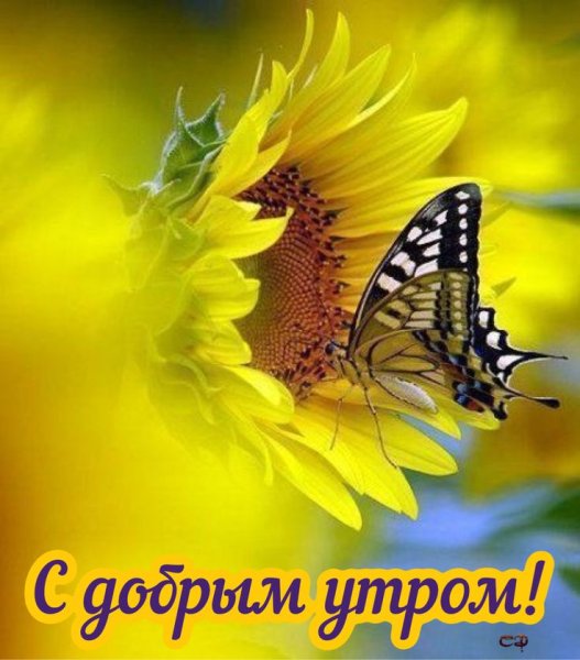 Летние цветы с бабочками