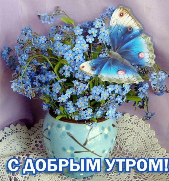 Яркие летние цветы