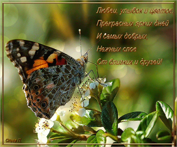 Лето ромашки бабочки