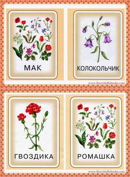 Полевые цветы для детей