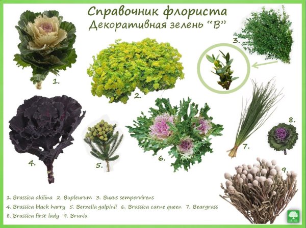 Цветы флористика названия