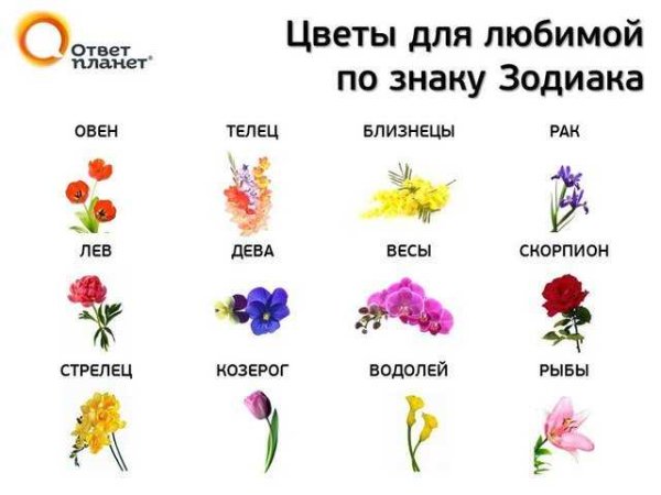 Цветы названия