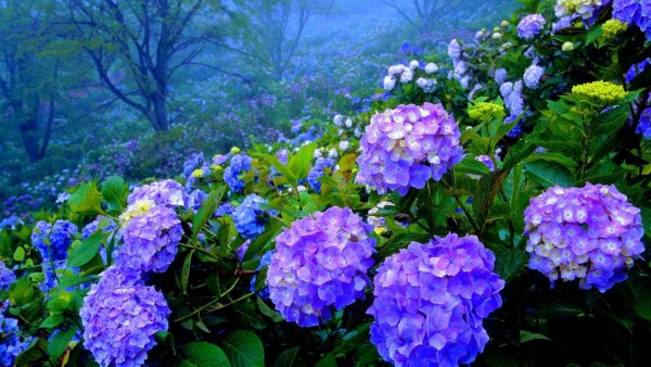 Пиони Пинк (Peony Pink)