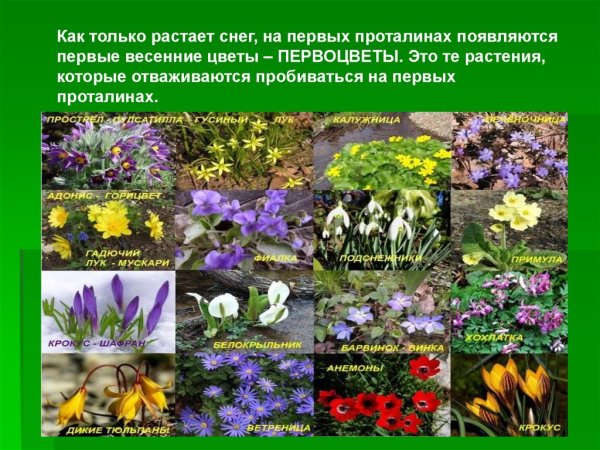 Название весенних цветов