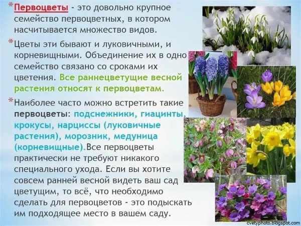Несколько весенних цветников названия