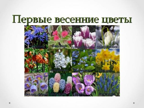 Первоцветы для дошкольников