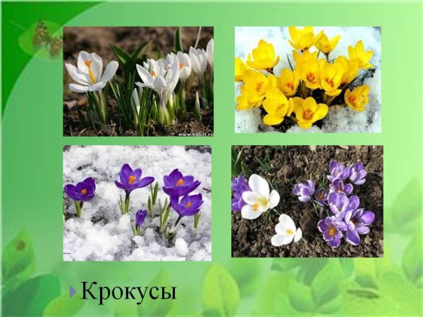 Первоцветы для детей дошкольного возраста