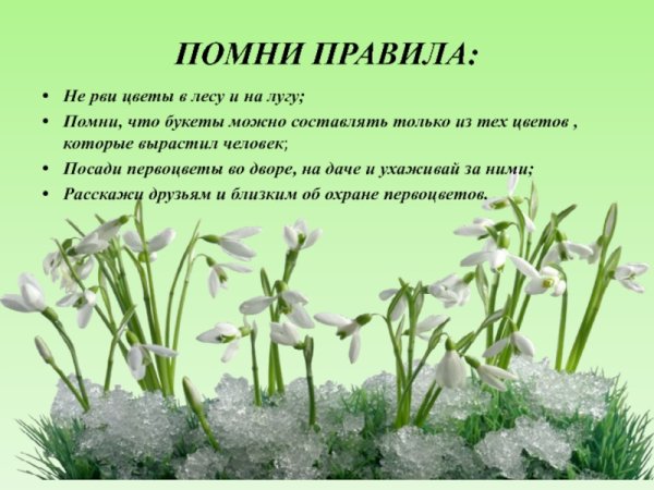 Растения которые появляются весной