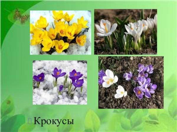 Несколько растений ОСЕНЬНИХ цветников