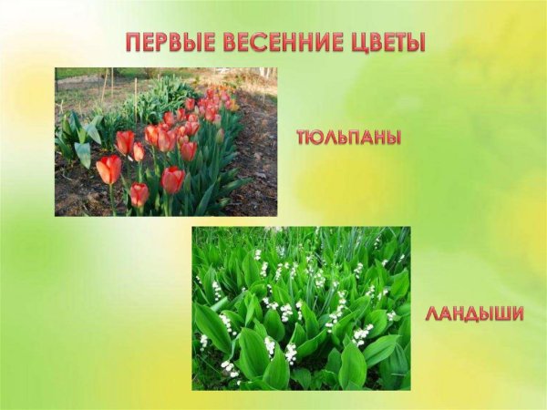 Растения весенних цветников названия