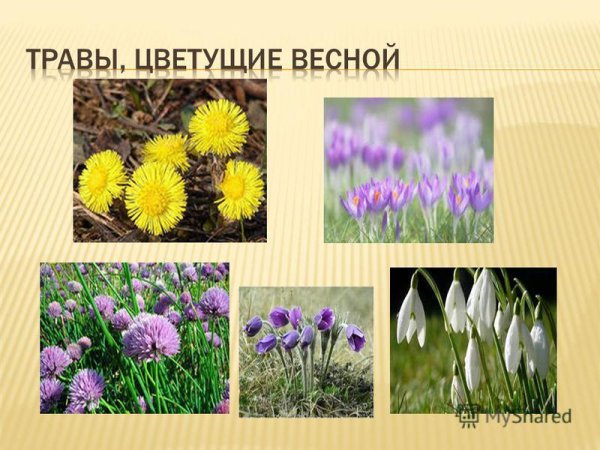 Первоцветы и их названия