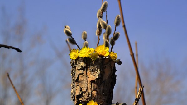 Кора вербы